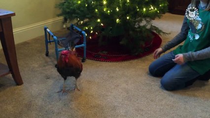 Best Pets of the Week - December 2017 Week 4