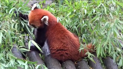 Precious Pandas Video Compilation 2018