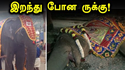 திருவண்ணாமலை அண்ணாமலையார் கோவில் யானை ருக்கு உயிரிழப்பு- வீடியோ
