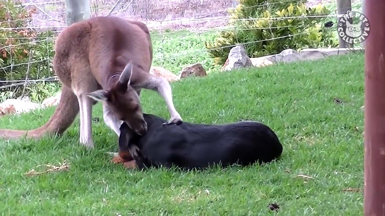 Animal Hugs and Kisses Compilation - XOXO