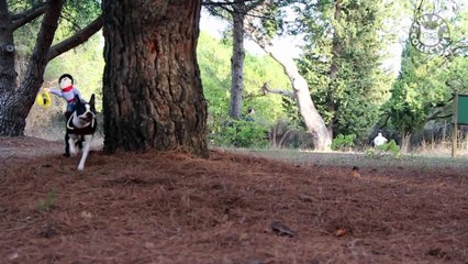 Best Pets of the Week - December 2017 Week 2