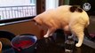 Cats Knocking Things Over - Funny Cat Compilation