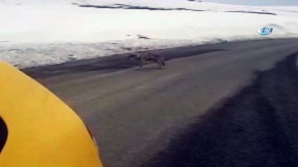 Iğdır’da yola inen kurt böyle görüntülendi