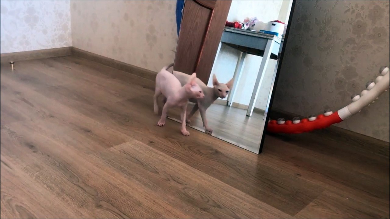 Ce sphinx, un chat sans poil, ressemble à un mini kangourou lorsqu'il joue