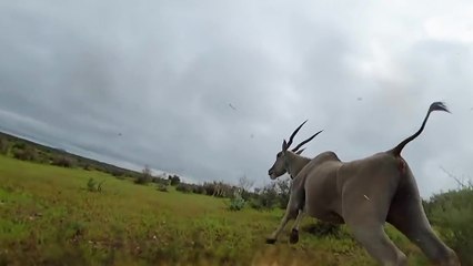 Un guépard entrain de chasser