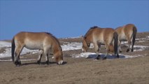 هذا الصباح-منغوليا تكافح لحماية خيول البرزوالسكي