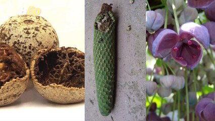 Fruits That Look Too Freaky to Taste (But Would You?)