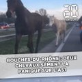 Bouches-du-Rhône: Deux chevaux sèment la panique sur l'A51
