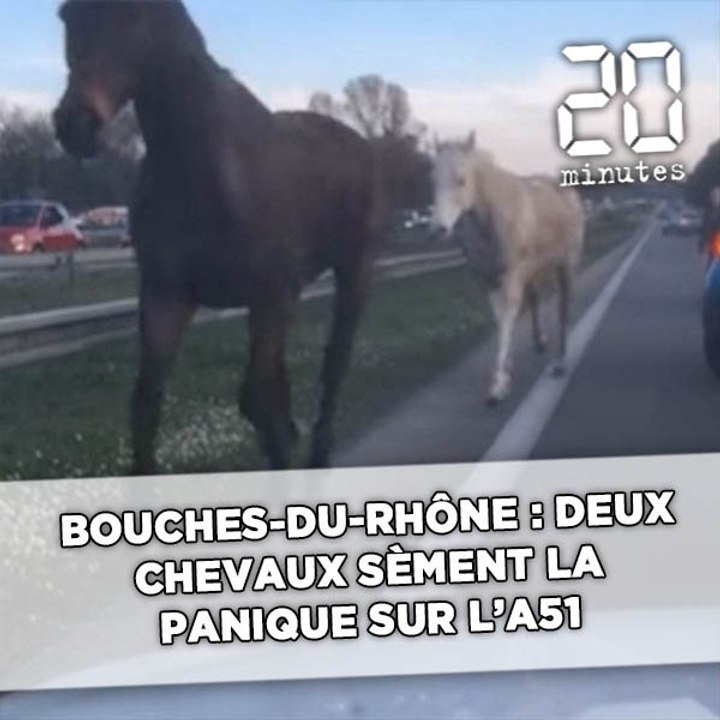 Bouches-du-Rhône: Deux chevaux sèment la panique sur l'A51 - Vidéo Dailymotion