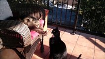 Les chats entre eux...