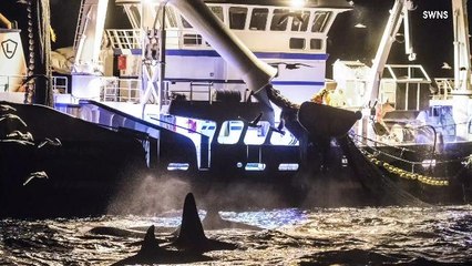A Fishing Trawler Stole An Orca’s Breakfast, So It Waited To Be Fed