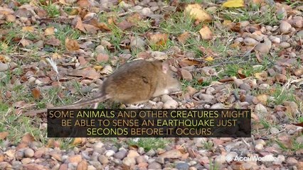 Can animals sense when an earthquake will happen?