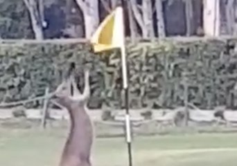 Download Video: Golfer Spots Kangaroo Squaring Up to Flagstick