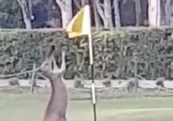 Golfer Spots Kangaroo Squaring Up to Flagstick