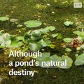 The pond shortage threatening biodiversity