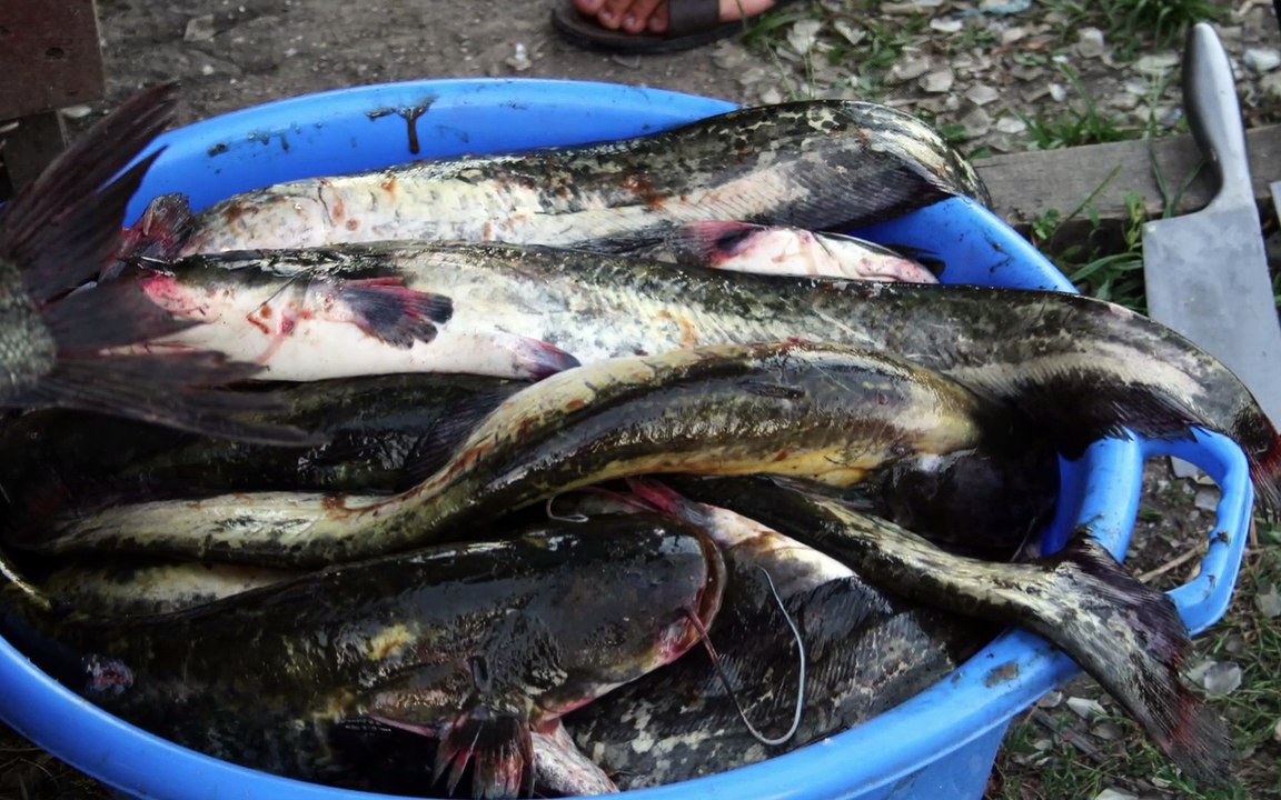 Radio Tour: Delta Dunării