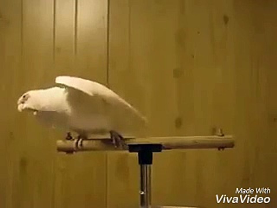 Funny Bird In the world