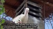 Wet weather blamed for stork deaths