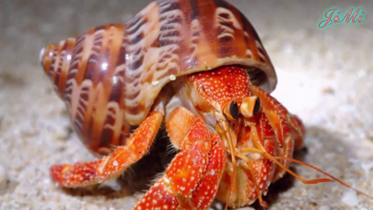 Sự thật ít người biết về loài ốc mượn hồn muốn thay vỏ phải xếp hàng - nhiều khi phải đội cả sọ người