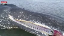 Un cachalot de 12 mètres retrouvé échoué sur une plage Écossaise (Vidéo)