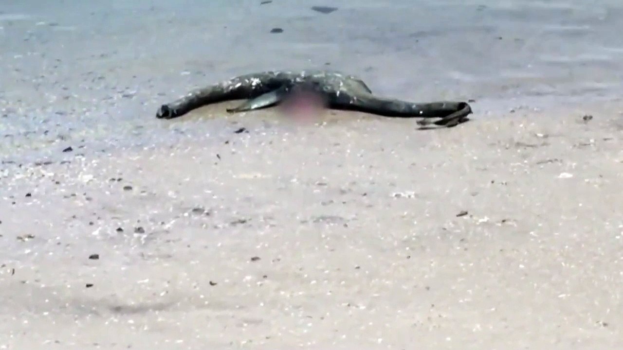 Una extraña criatura marina: ¿El monstruo del Lago Ness?