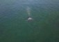 Drone Footage Shows Gray Whales Off Northern California Coast