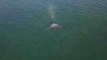 Drone Footage Shows Gray Whales Off Northern California Coast