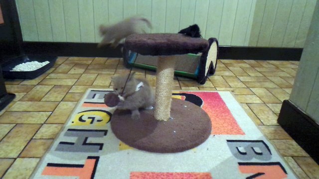 chatons British shorthair de Mamyco 20180319 02