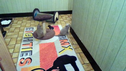 Chatons de Mamyco 7 semaines 01