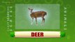 Deer - Animals - Pre School - Animated Educational Videos For Kids