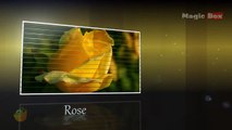 Roses - Flowers - Pre School - Animated /Cartoon Educational Videos For Kids
