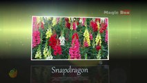 Snapdragon - Flowers - Pre School - Animated /Cartoon Educational Videos For Kids