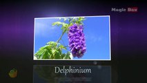 Delphinium - Flowers - Pre School - Animated /Cartoon Educational Videos For Kids