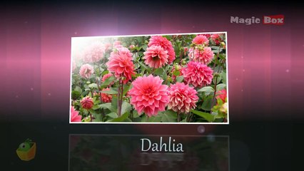 Dahlia - Flowers - Pre School - Animated /Cartoon Educational Videos For Kids