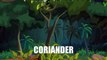 Coriander - Vegetables - Pre School - Animated Educational Videos For Kids