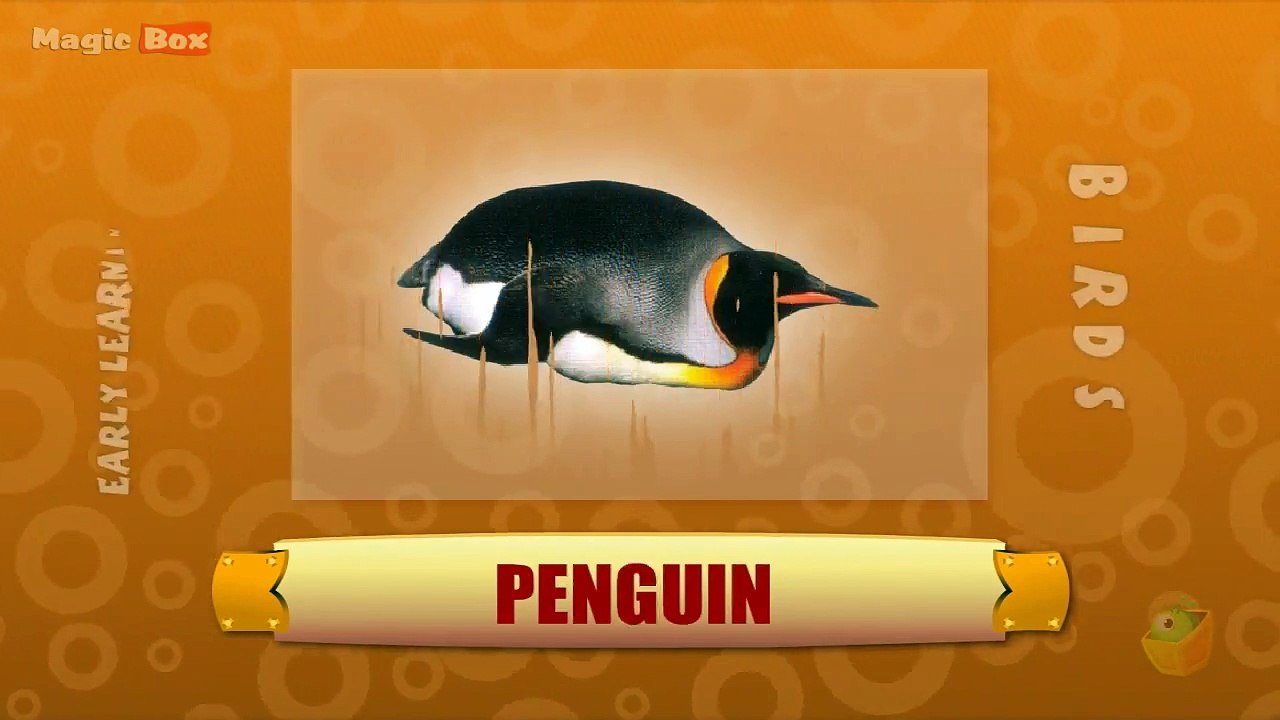 Penguin - Birds - Pre School - Animated /Cartoon Educational Videos For Kids