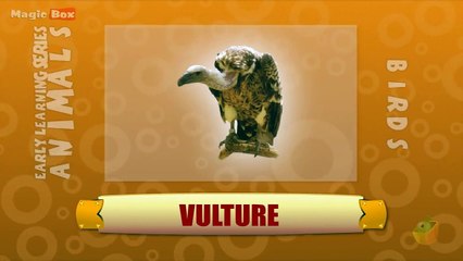 Vulture - Birds - Pre School - Animated /Cartoon Educational Videos For Kids