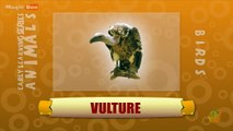 Vulture - Birds - Pre School - Animated /Cartoon Educational Videos For Kids
