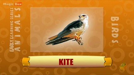 Kite - Birds - Pre School - Animated /Cartoon Educational Videos For Kids