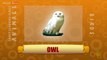 Owl - Birds - Pre School - Animated /Cartoon Educational Videos For Kids