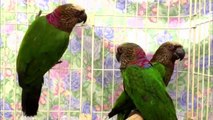 Everything about Hawk Headed Parrot - Large Parrots