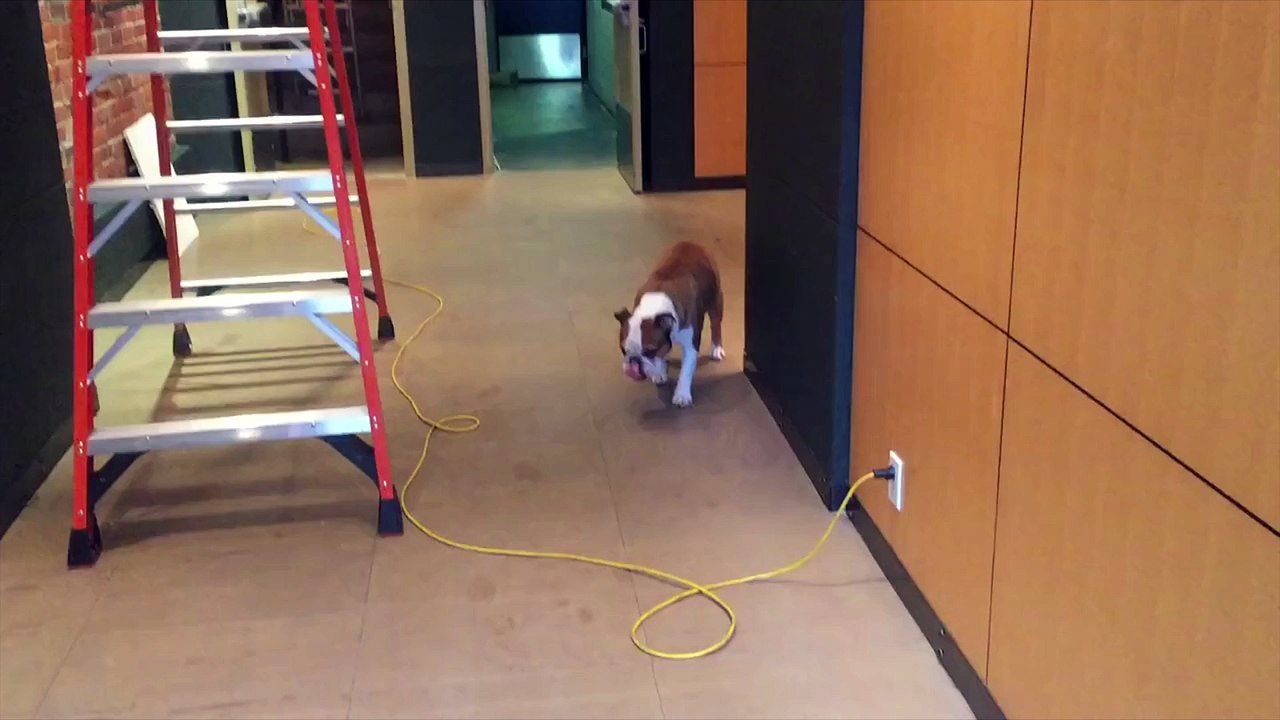 Ce bouledogue a peur de tout, mais lorsqu'il monte dans un hélicoptère, il devient le chien le plus courageux !