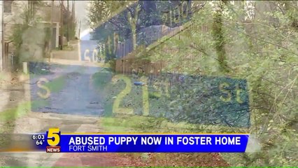 Abused Puppy Found Hanging From Fence by a Cable Now in Foster Home