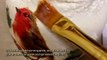 How To Create A Wonderful Red Robin Candle Holder - DIY Crafts Tutorial - Guidecentral