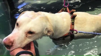 Dog That Was Shot, Hit With Hammer and Left to Die Goes Home With Foster Family