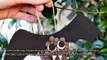 How To Make A Pine Cone Bat For Halloween - DIY Crafts Tutorial - Guidecentral