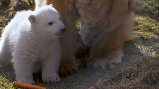 Les premières images d'un ourson polaire né en Ecosse