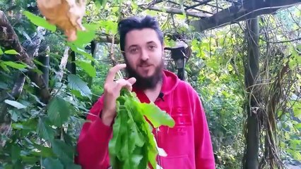 Jak zrobic swoja wasna kawe?naturalna i zdrowa!kawa z mniszka