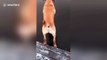 Labrador retriever shows off his diving skills