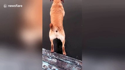 Labrador retriever shows off his diving skills